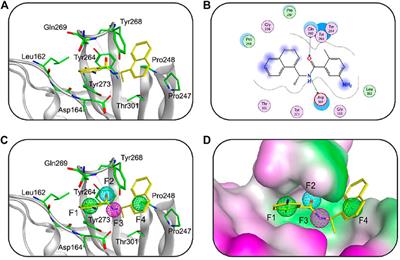 Discovery of Novel and Highly Potent Inhibitors of SARS CoV-2 Papain-Like Protease Through Structure-Based Pharmacophore Modeling, Virtual Screening, Molecular Docking, Molecular Dynamics Simulations, and Biological Evaluation